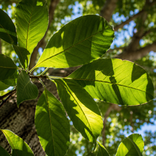 Flindersia australis