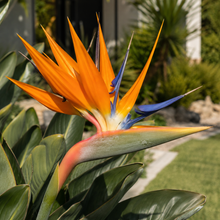 Strelitzia reginae