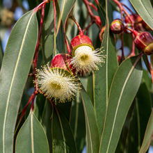 Eucalyptus blakelyi
