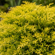 Juniperus conferta All Gold