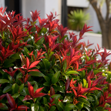 Syzygium australe Big Red