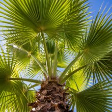 Livistona australis