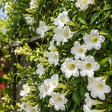 Pandorea jasminoides Alba