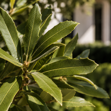 Quercus canariensis