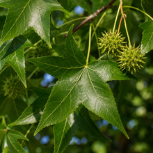 Liquidambar styraciflua