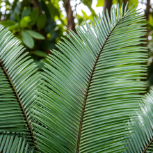 Allagoptera caudescens
