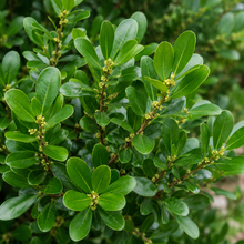 Myrsine africana