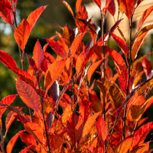 Nyssa sylvatica Afterburner