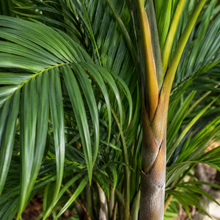 Dypsis ampasindavae