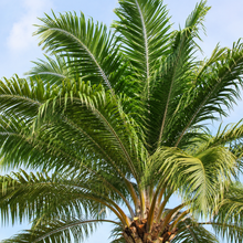 Elaeis guineensis