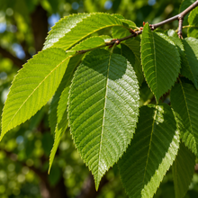 Ulmus americana