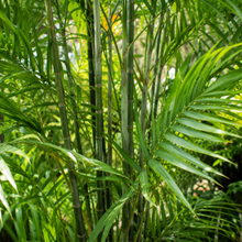 Chamaedorea seifrizii