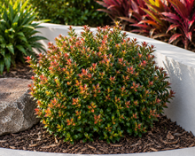 Acmena smithii Minor