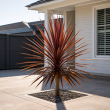 Cordyline australis Red Star
