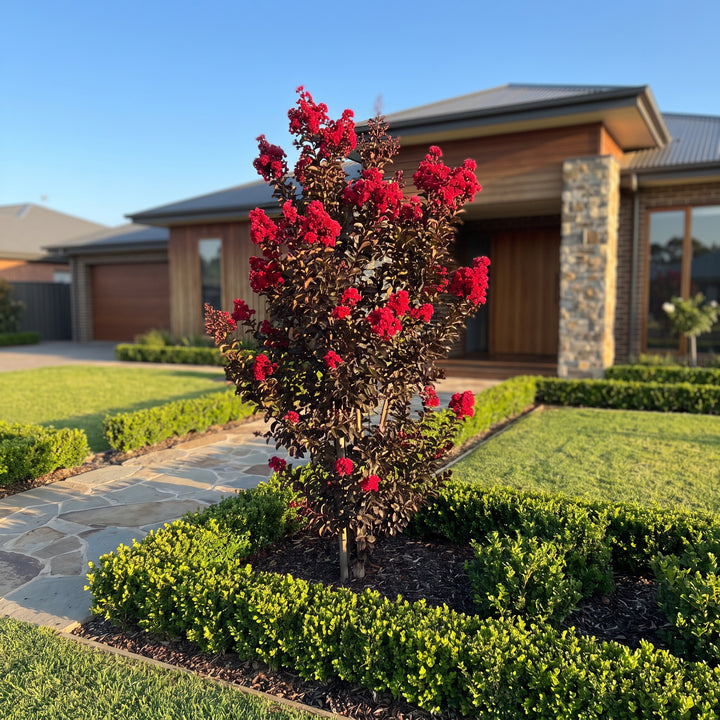 Crepe Myrtle