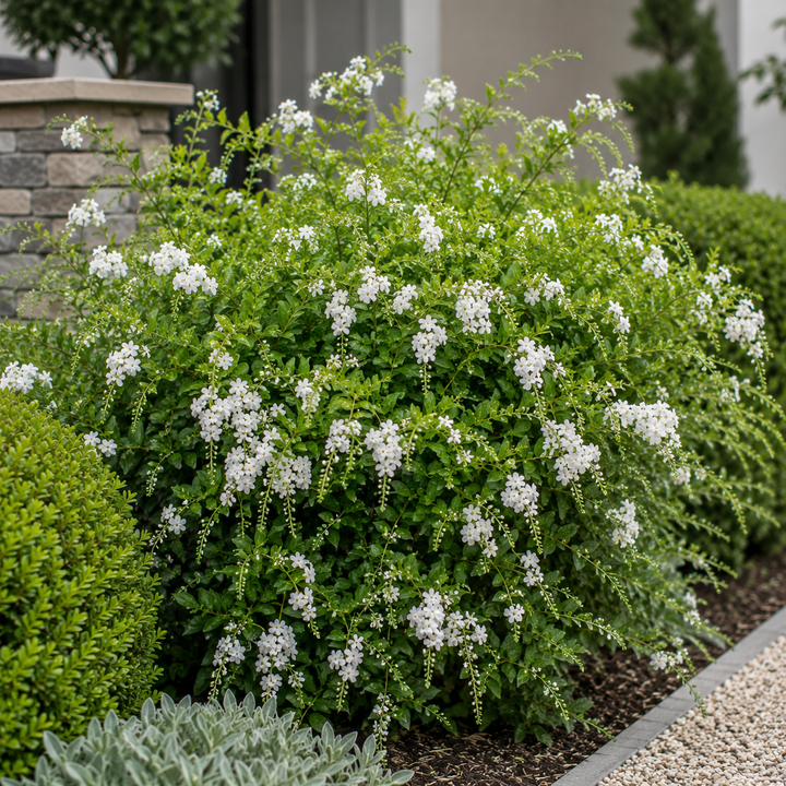 Alba Duranta - Duranta repens / Duranta erecta 'Alba' plant image in an Australian garden setting