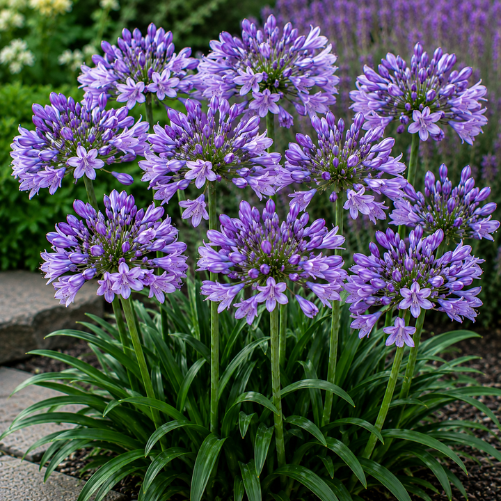 Agapanthus Sugar Plum - Agapanthus Sugar Plum plant image in an Australian garden setting