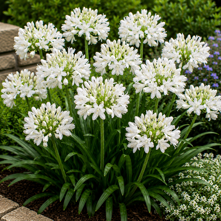Agapanthus White - Agapanthus White plant image in an Australian garden setting