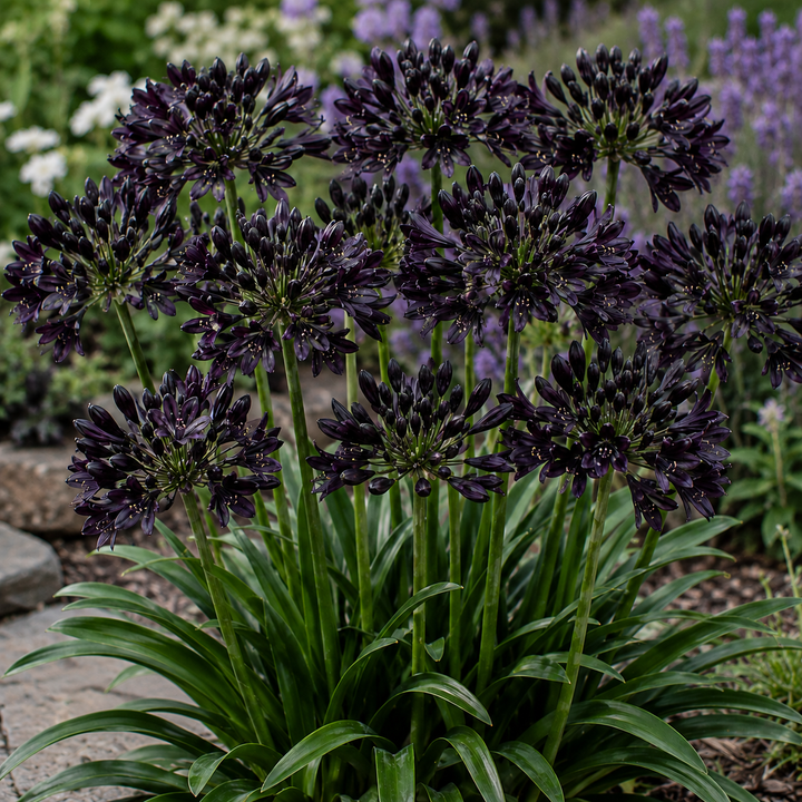 Agapanthus ‘Black Pantha’ - Agapanthus africanus plant image in an Australian garden setting
