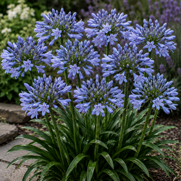 Agapanthus ‘Cool Steel’ - Agapanthus africanus hybrid plant image in an Australian garden setting