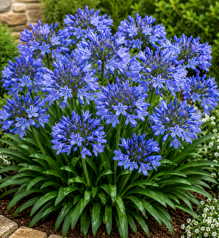 Agapanthus ‘Bingo Blue’ - Agapanthus africanus plant image in an Australian garden setting