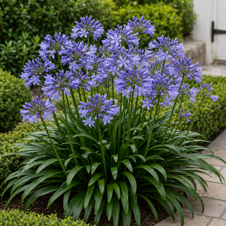 Agapanthus Peter Pan - Agapanthus hybrida plant image in an Australian garden setting