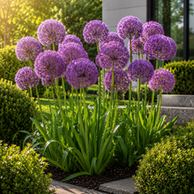 Allium Luna