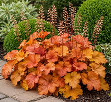 Heuchera Marmalade