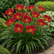 Hemerocallis Stella Rouge