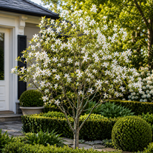 Michelia Fairy White