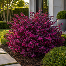 Loropetalum chinense Plum Gorgeous