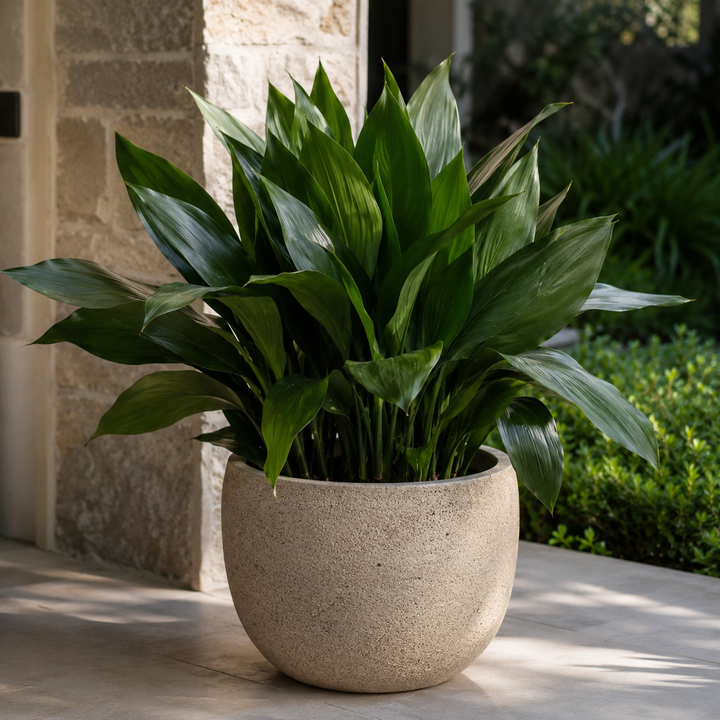 Aspidistra elatior