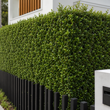 Syzygium australe Resilience