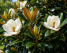 Magnolia grandiflora Little Gem