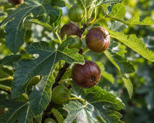 Brown Turkey Fig Tree - Ficus carica 'Brown Turkey' alternate plant image in an Australian garden setting