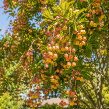 Harpullia pendula