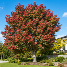 Brachychiton Jerilderie Red