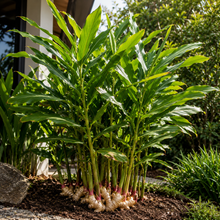 Ginger Plant - Zingiber officinale 'Ginger' alternate plant image in an Australian garden setting