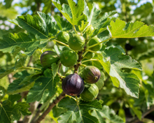 Adam Fig Tree - Ficus carica 'Adam' alternate plant image in an Australian garden setting