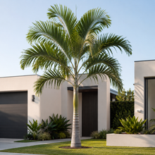 Dictyosperma album