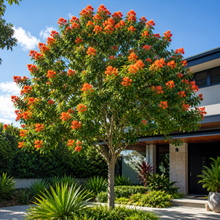 STENOCARPUS sinuatus