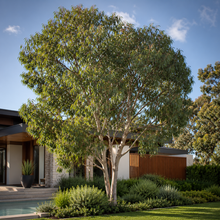 Eucalyptus robusta