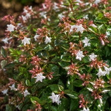 Abelia grandiflora dwarf - Abelia grandiflora dwarf alternate plant image in an Australian garden setting