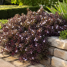 Myoporum parvifolium Purpurea