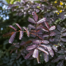 Acacia baileyana ‘Purpurea’ - Acacia baileyana ‘Purpurea’ alternate plant image in an Australian garden setting
