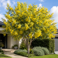 Acacia dealbata