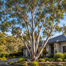 Eucalyptus rudis