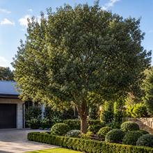 Quercus canariensis