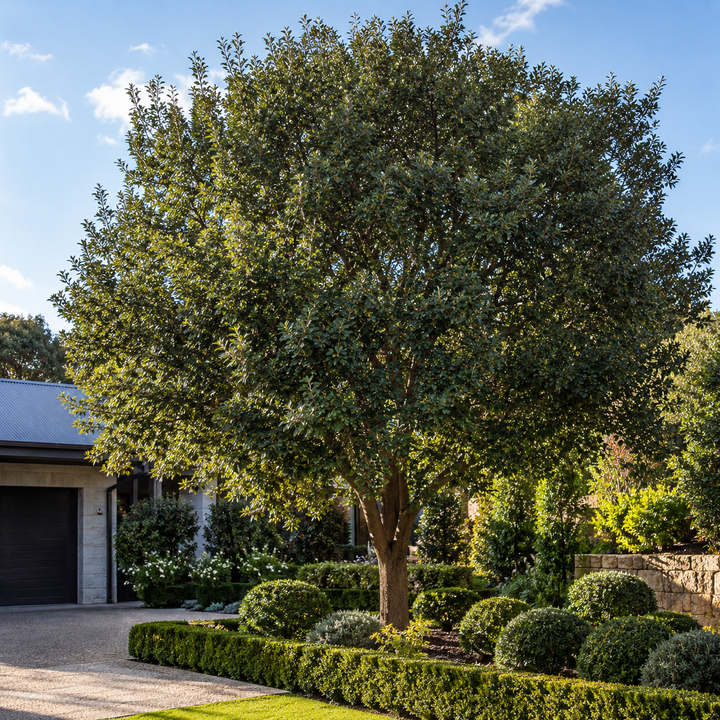 Quercus canariensis