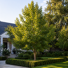 Liquidambar styraciflua